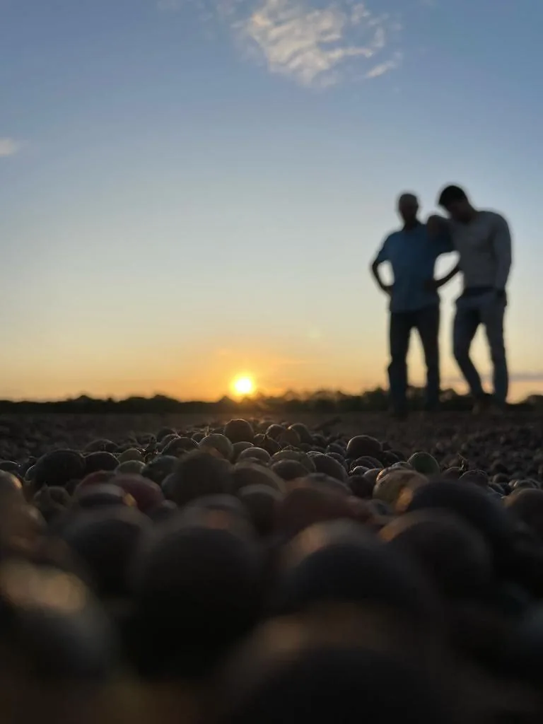 Família produtora de café na Fazenda Chapadão ao pôr do sol no terreiro