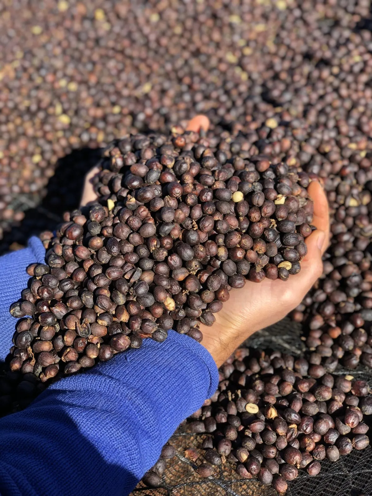 Inovação na Fazenda Chapadão