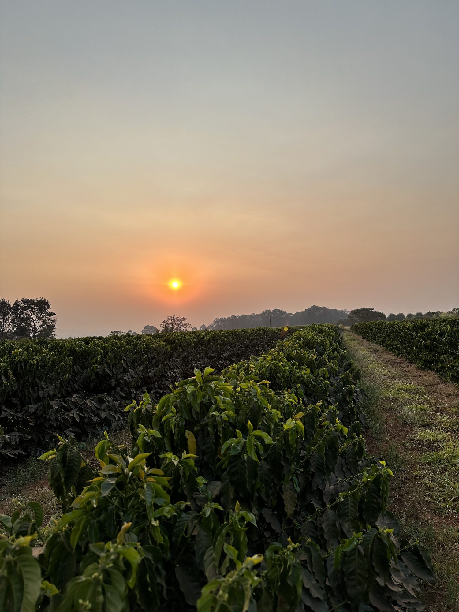 Fazenda Chapadão