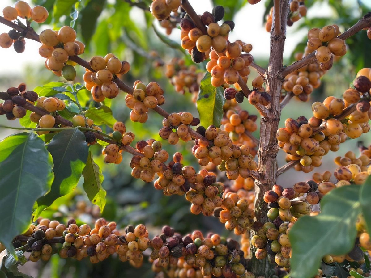 Frutos de café especial no galho — Fazenda Chapadão, Pratinha/MG