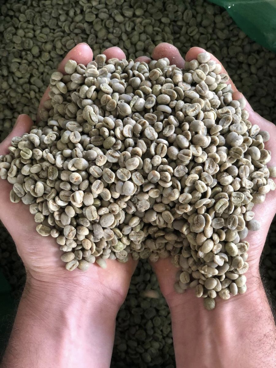 Grãos verdes de café especial da Fazenda Chapadão antes da torra