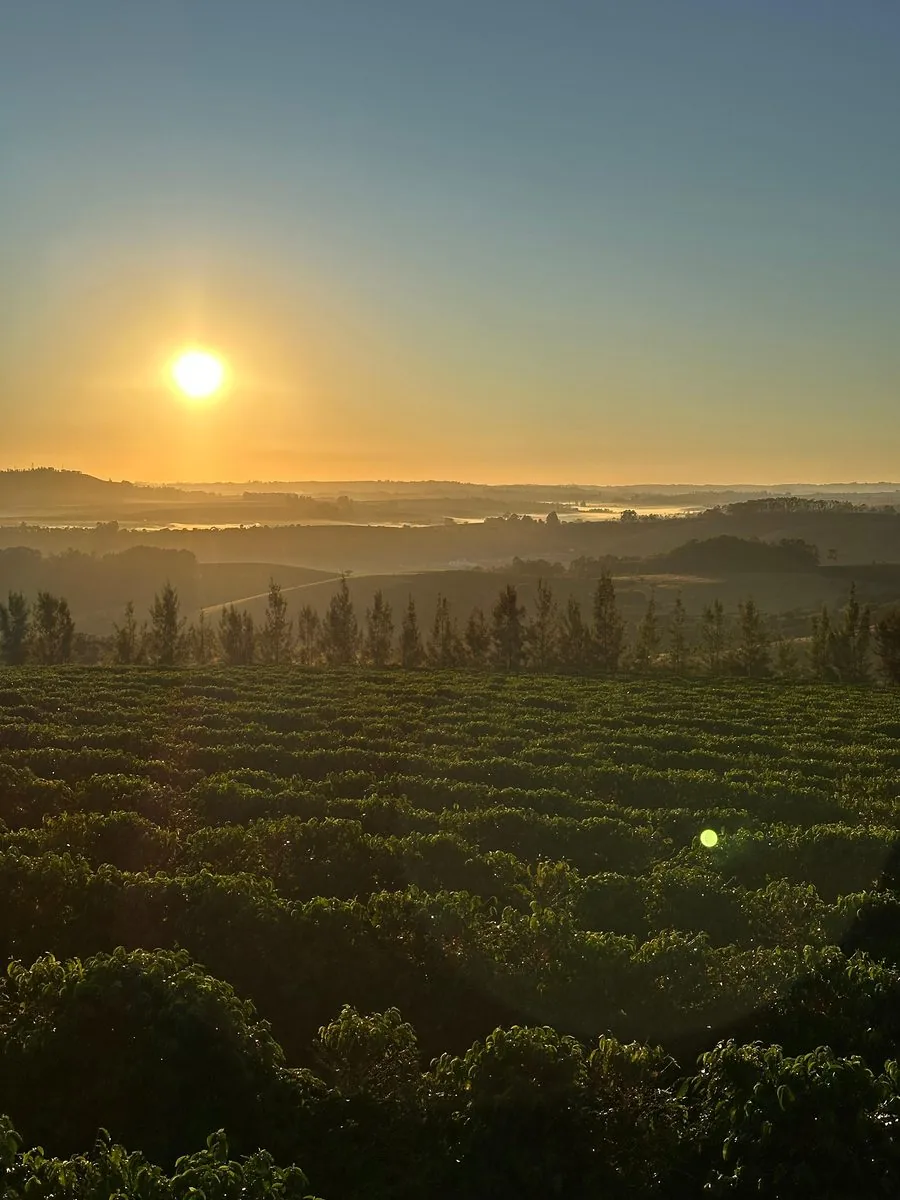 Lavoura de café especial ao amanhecer no Cerrado Mineiro, Fazenda Chapadão