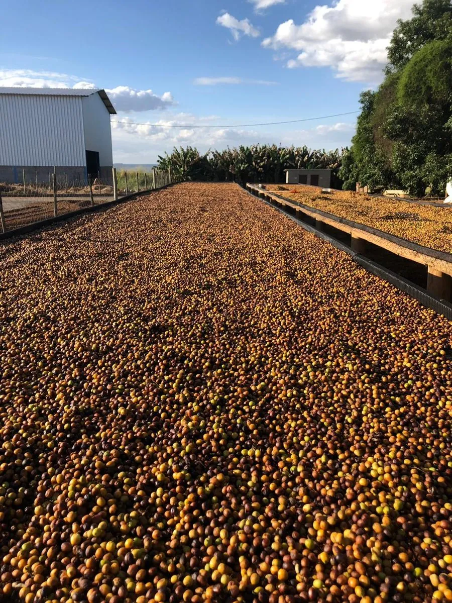 Terreiro de secagem natural de café na Fazenda Chapadão, Cerrado Mineiro